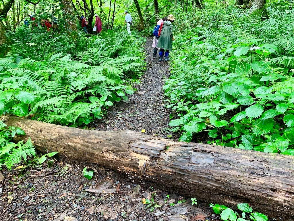 f:id:tuberculin:20190820204445j:image