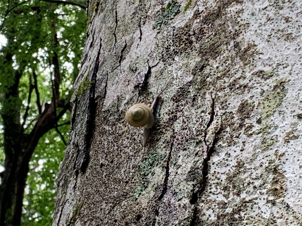 f:id:tuberculin:20190820204649j:image