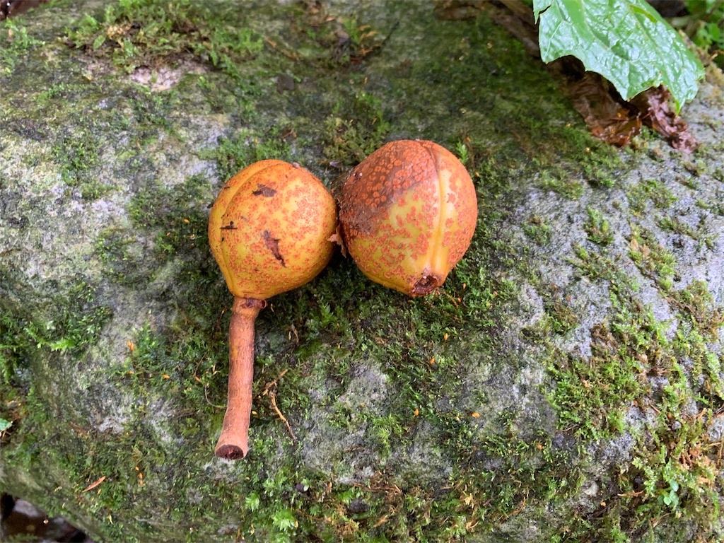 f:id:tuberculin:20190918235223j:image