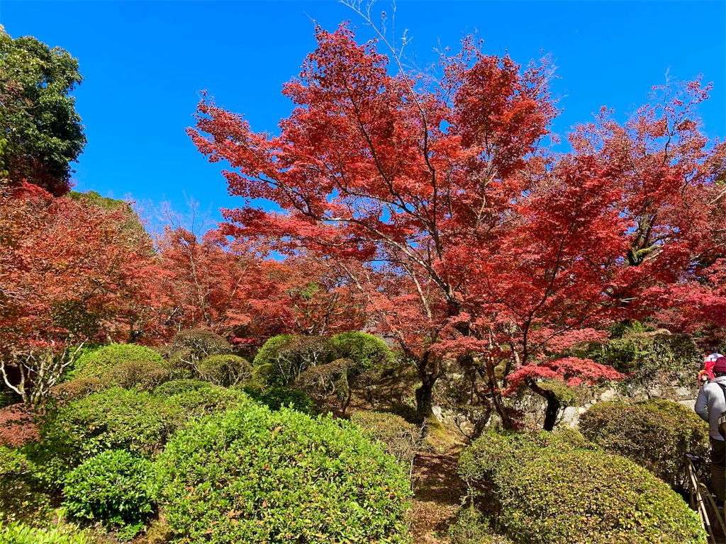 f:id:tuberculin:20191123221838j:image