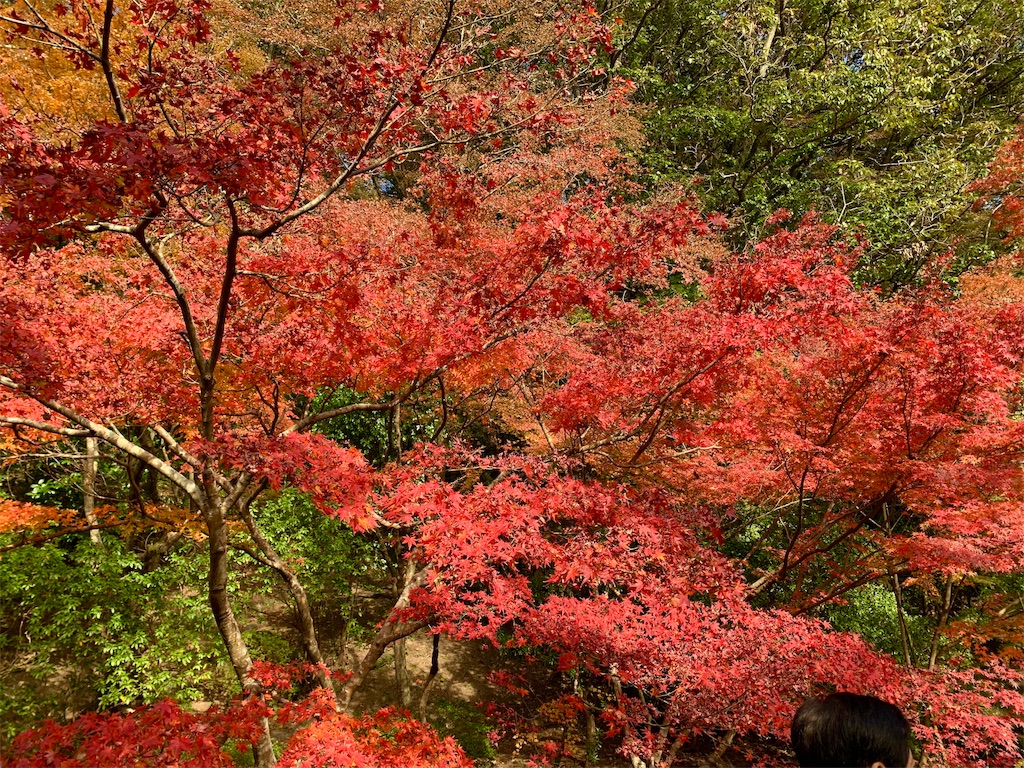 f:id:tuberculin:20191123221954j:image