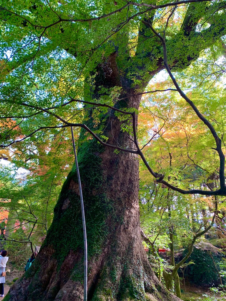 f:id:tuberculin:20191123222003j:image