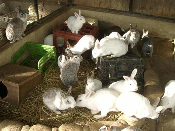 ざつだん 小学校の飼育小屋にいるウサギの末路について 日常にツベルクリン注射を