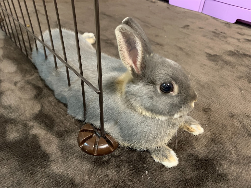 f:id:tuberculin:20200422223636j:image