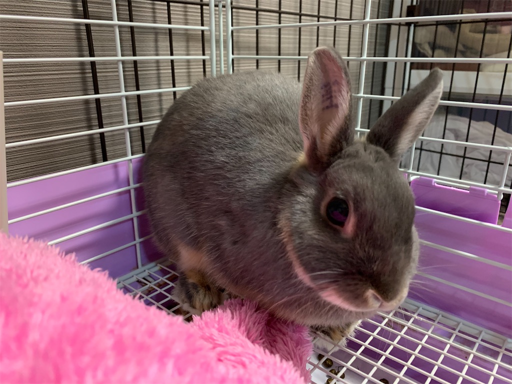 ざつだん ペットのうさぎの避妊をするべきなのかどうか分からない 日常にツベルクリン注射を ざつだん ペットのうさぎの避妊をするべきなのかどうか分からない 日常にツベルクリン注射を