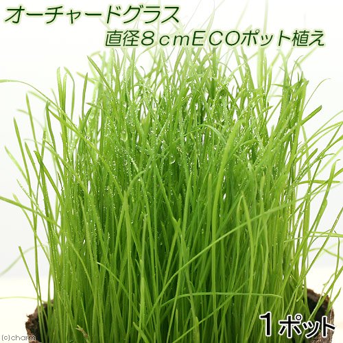f:id:tuberculin:20200622225306j:plain
