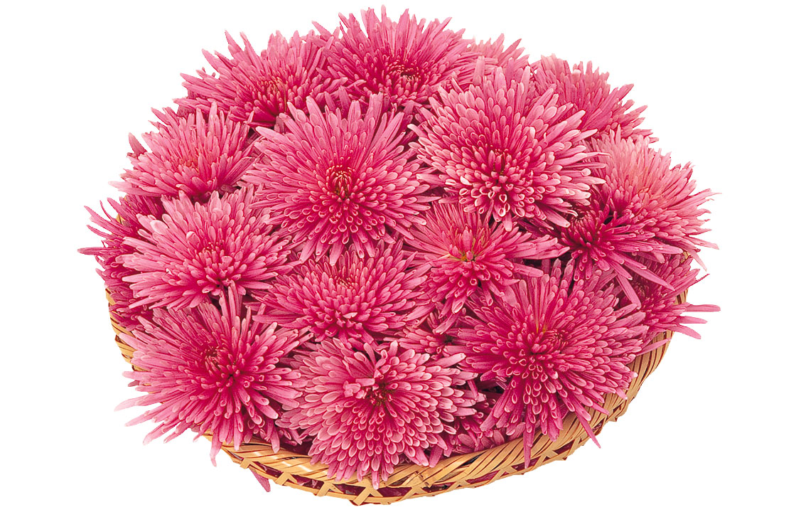 f:id:tuberculin:20200905205520j:plain