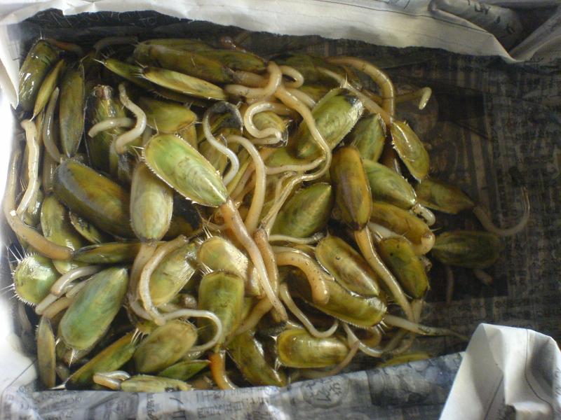 f:id:tuberculin:20200905231045j:plain