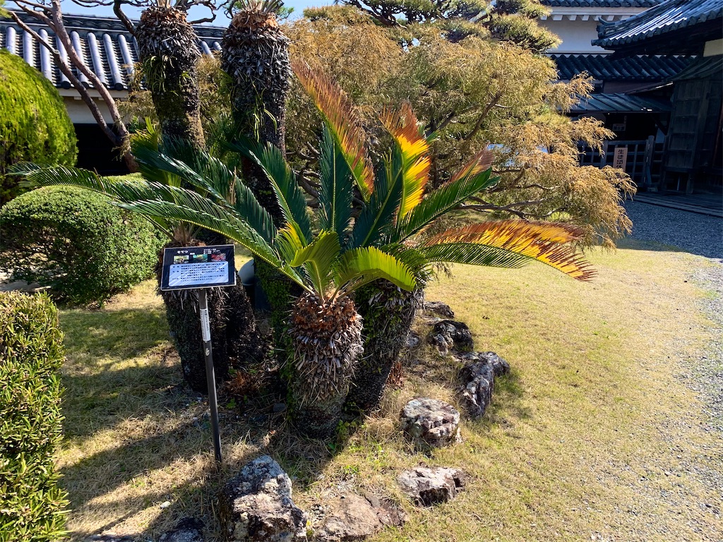 f:id:tuberculin:20210416213902j:image