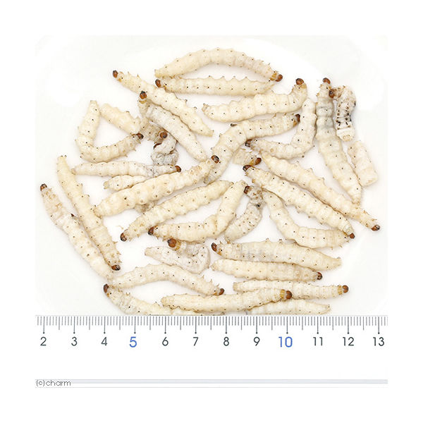 f:id:tuberculin:20210531214932j:plain