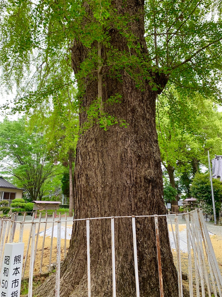 f:id:tuberculin:20250421091012j:image