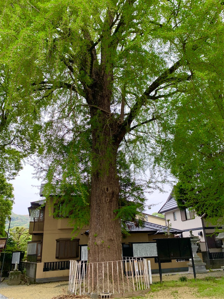 f:id:tuberculin:20250421091126j:image