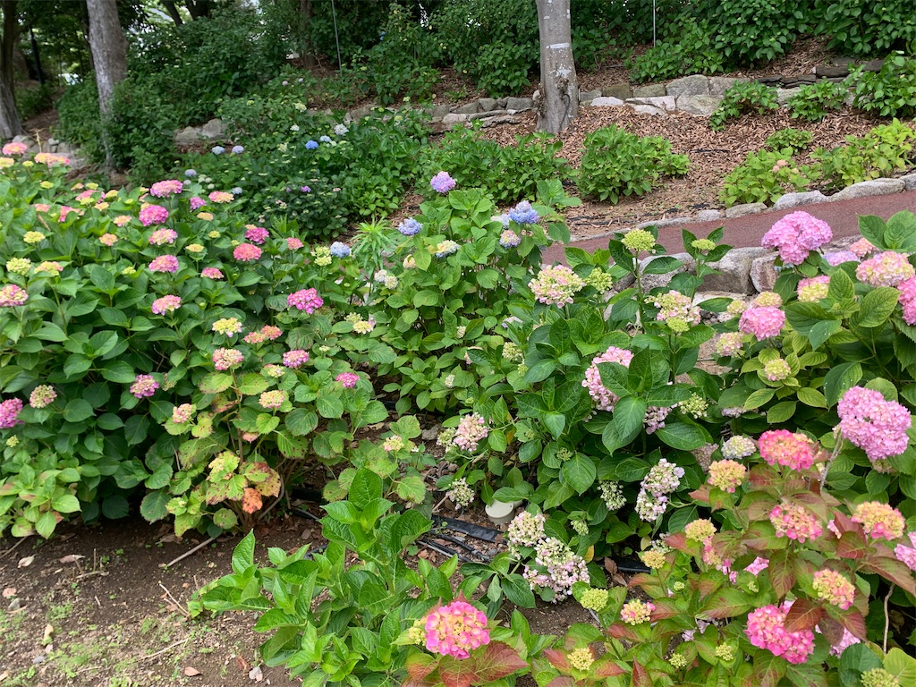 f:id:tuberculin:20260523204924j:image f:id:tuberculin:20260523204924j:image