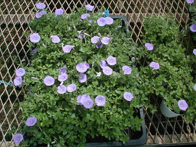 f:id:tubuyakiogata:20070708095059j:image