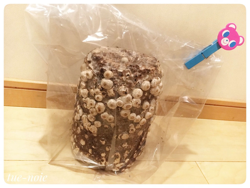 f:id:tueko:20210131191536j:image f:id:tueko:20210131191536j:image