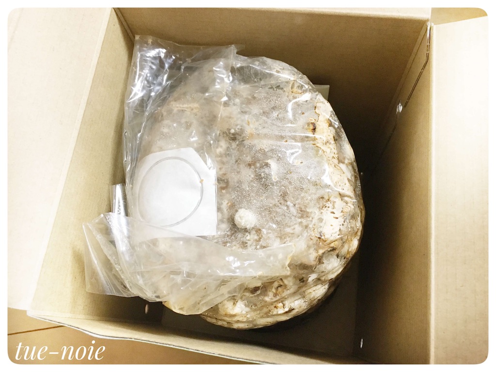 f:id:tueko:20210131191559j:image f:id:tueko:20210131191559j:image