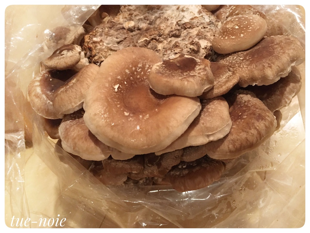 f:id:tueko:20210131191629j:image f:id:tueko:20210131191629j:image