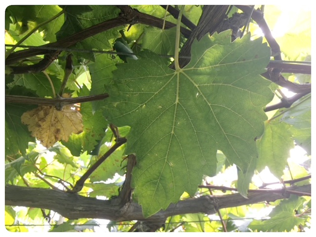 f:id:tueko:20220924190050j:image