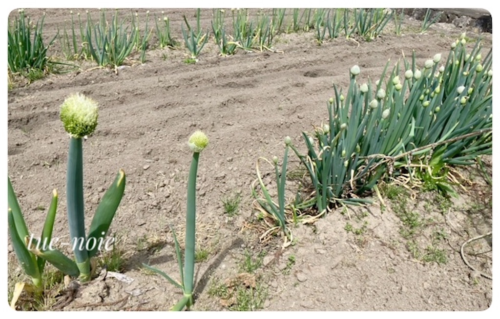 f:id:tueko:20240508190432j:image