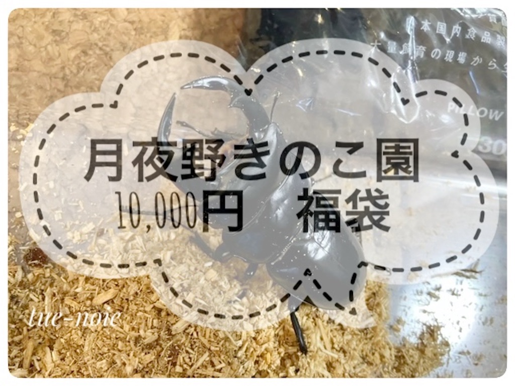 f:id:tueko:20241223235550j:image