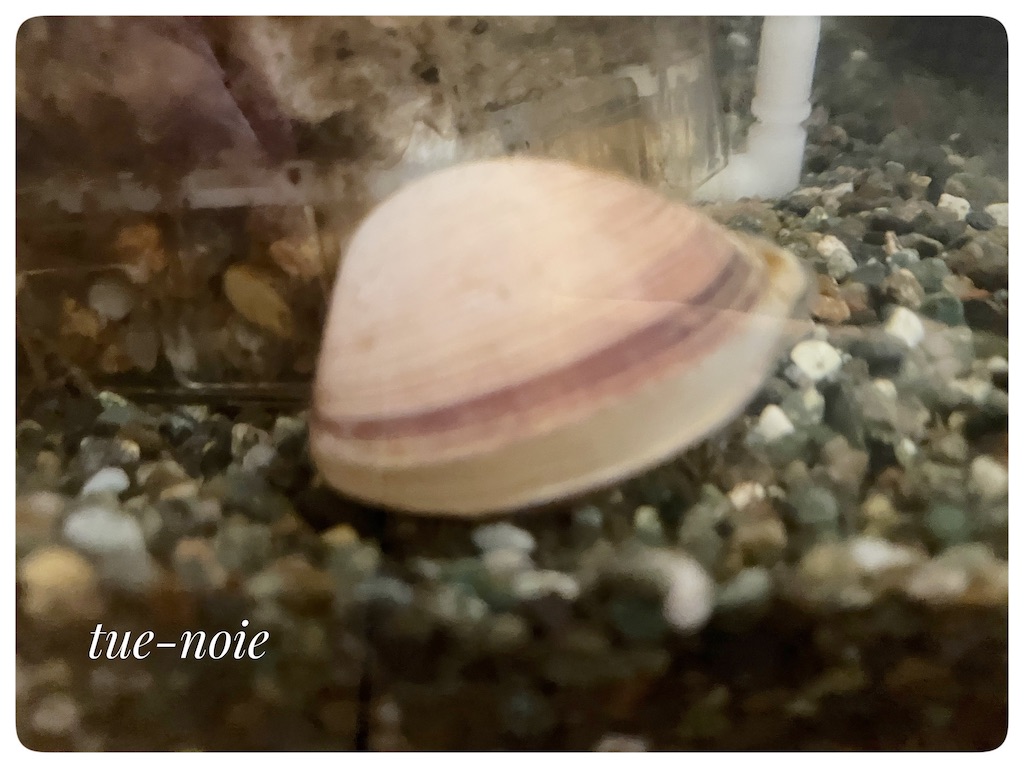 f:id:tueko:20250806182145j:image