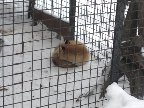 f:id:tuisumi:20111229213942j:image