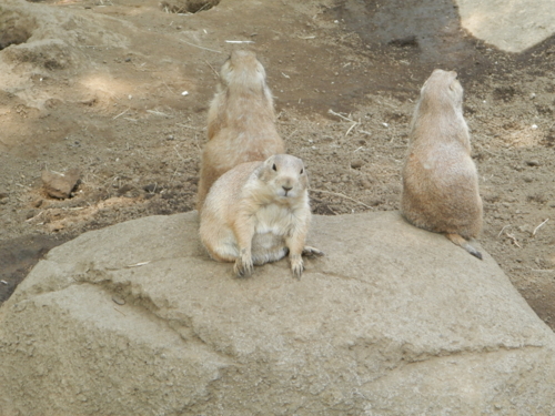 f:id:tuisumi:20130608210916j:plain