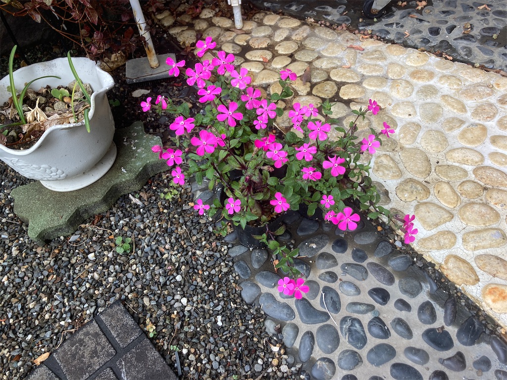 f:id:tuitel:20240417072616j:image