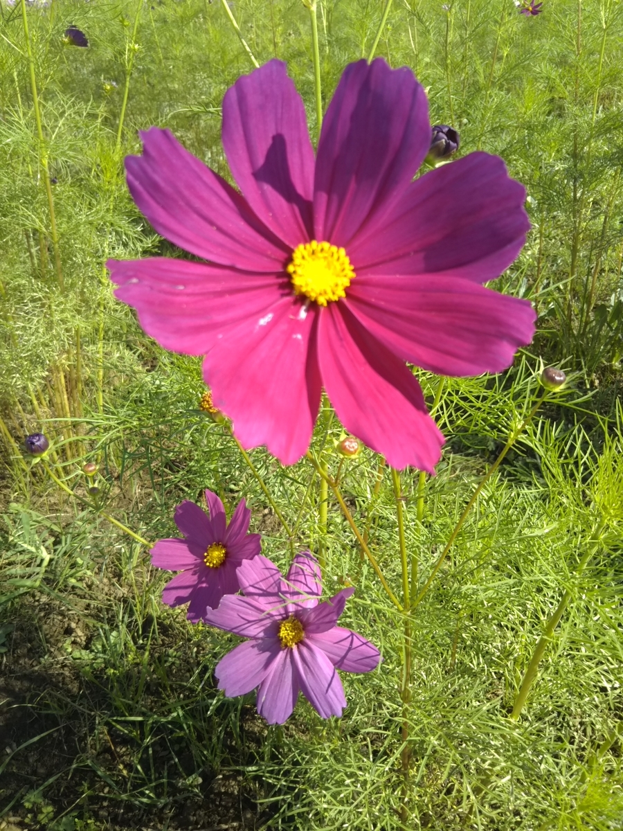 f:id:tuiterujan:20211015234340j:plain