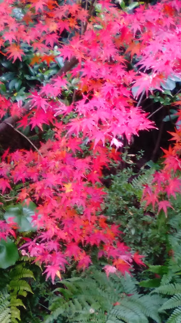 f:id:tuiterunaomi:20171211171901j:plain