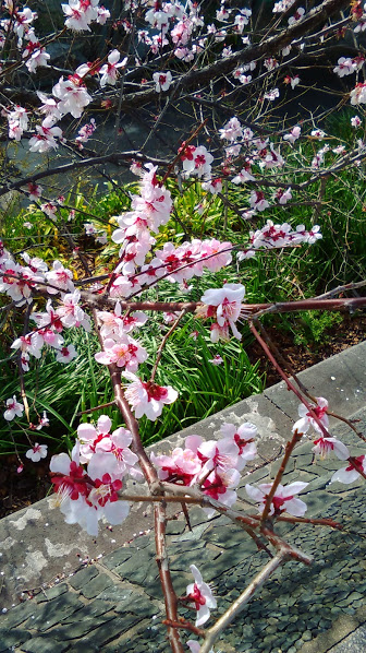 f:id:tuiterunaomi:20180305165824j:plain f:id:tuiterunaomi:20180305165824j:plain