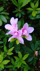 f:id:tuiterunaomi:20180408180705j:plain f:id:tuiterunaomi:20180408180705j:plain
