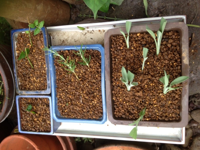 f:id:tujibee:20140718171738j:image:w440