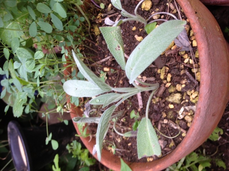 f:id:tujibee:20140718171748j:image:w360