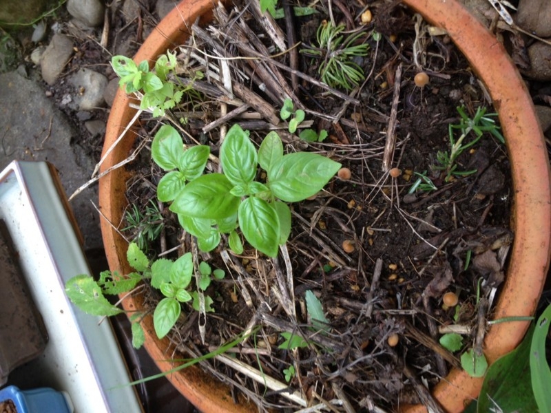 f:id:tujibee:20140718171752j:image:w360