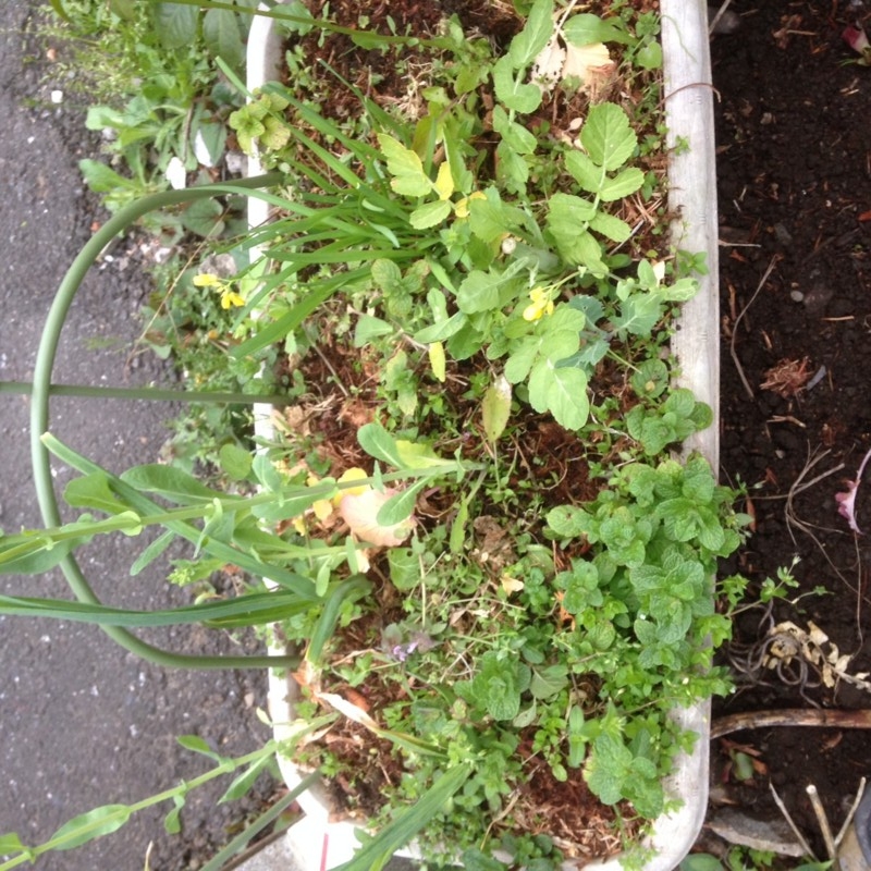 f:id:tujibee:20150409174350j:image