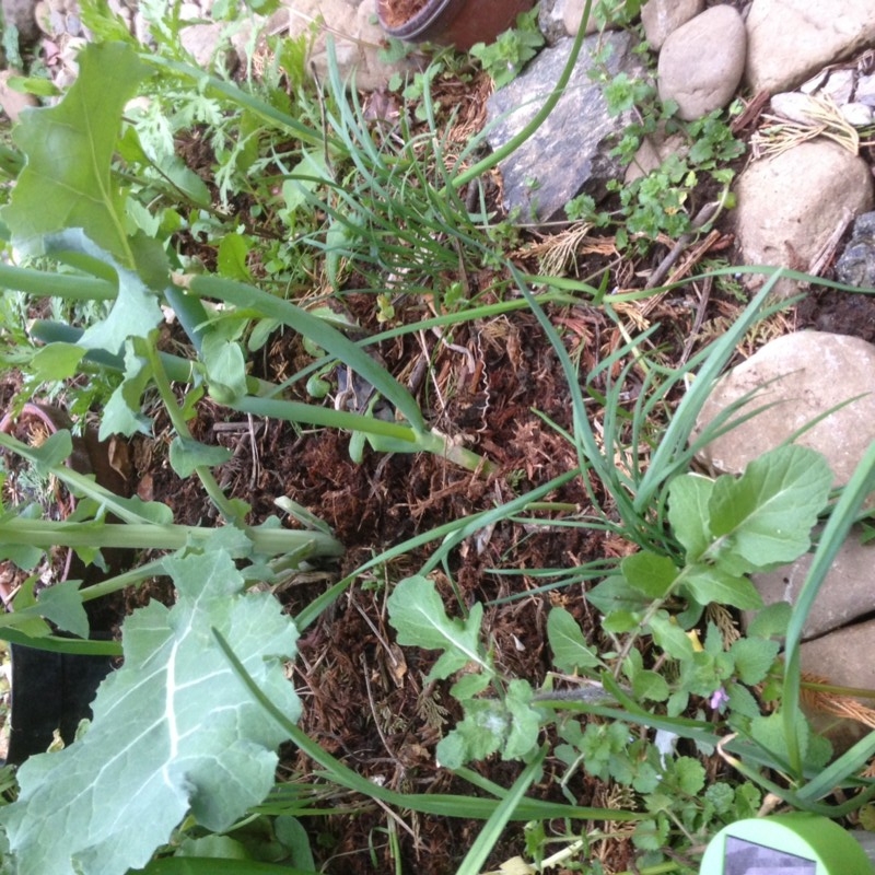 f:id:tujibee:20150409174402j:image