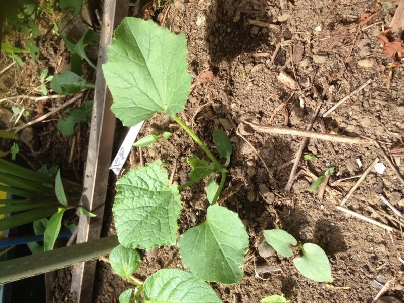 f:id:tujibee:20150522134938j:image