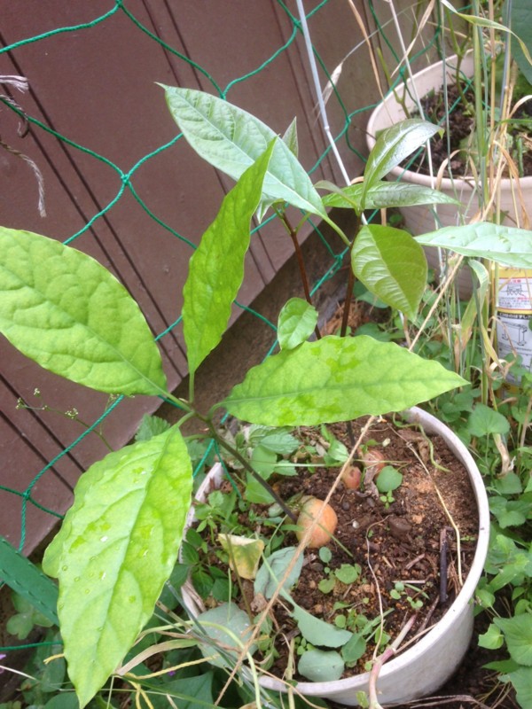 f:id:tujibee:20150627165524j:image