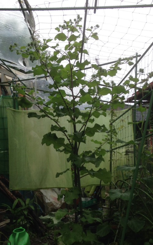 f:id:tujibee:20150706130345j:image