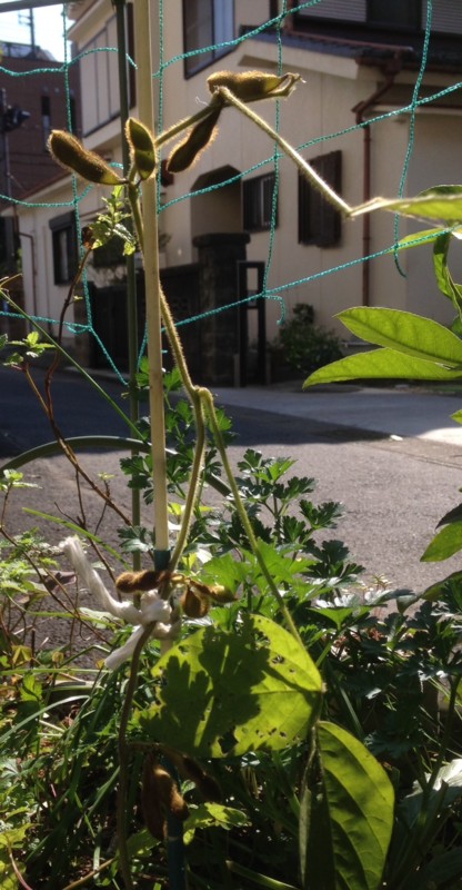 f:id:tujibee:20151007133601j:image:w240:left