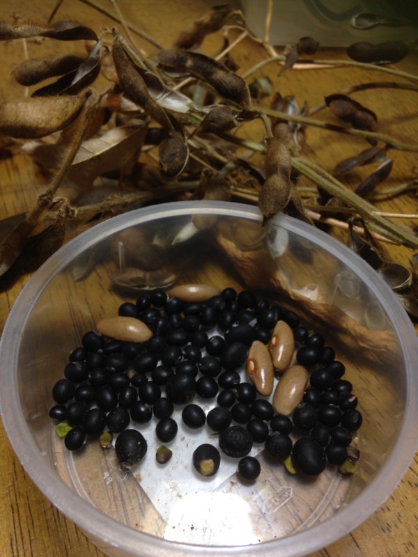 f:id:tujibee:20151020223503j:image:w150:right f:id:tujibee:20151020223503j:image:w150:right