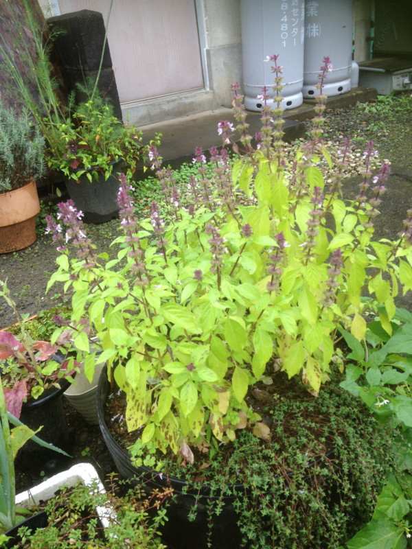 f:id:tujibee:20160922135327j:image:w215:left