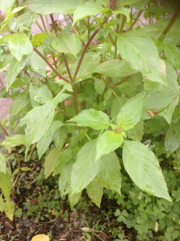 f:id:tujibee:20160928104516j:image:w210:left