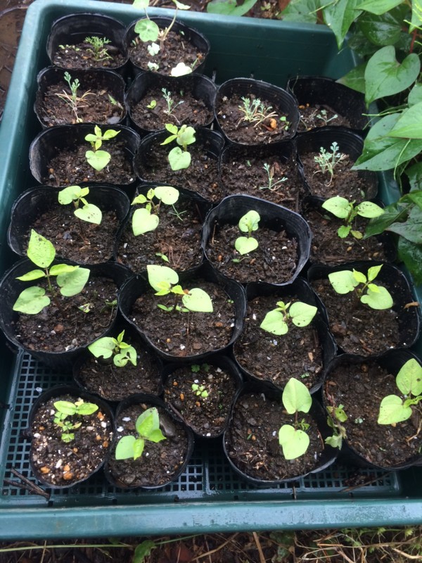 f:id:tujibee:20170526114206j:image:w280:left