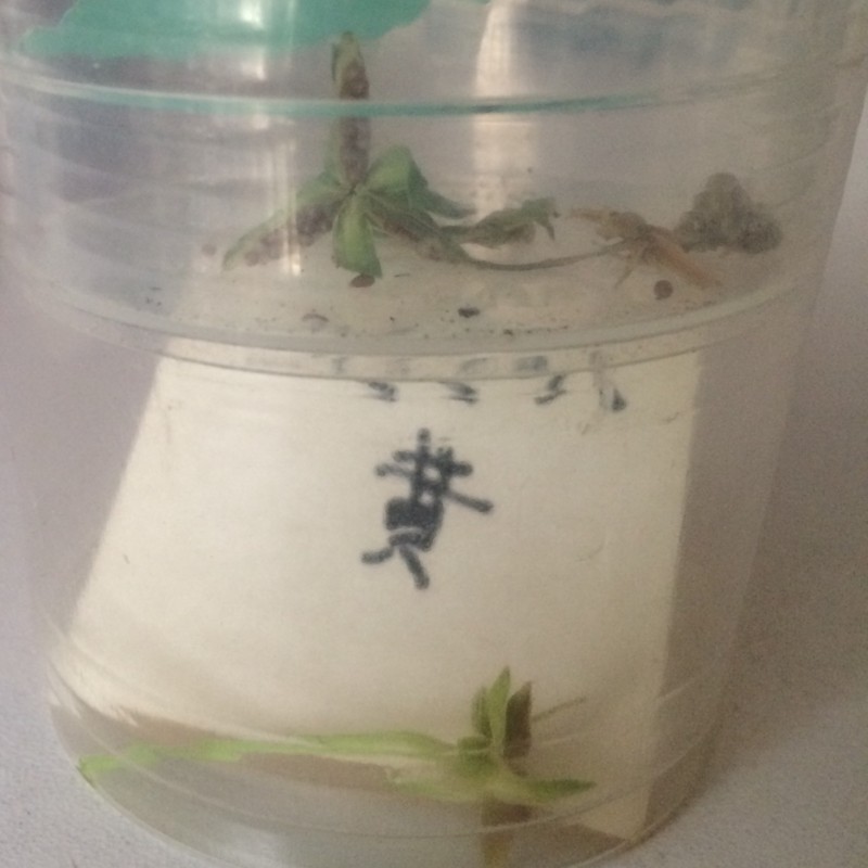 f:id:tujibee:20170705132400j:image:w200:left