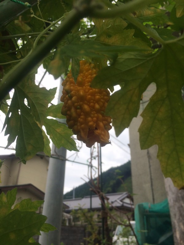 f:id:tujibee:20170803134214j:image:w300:right