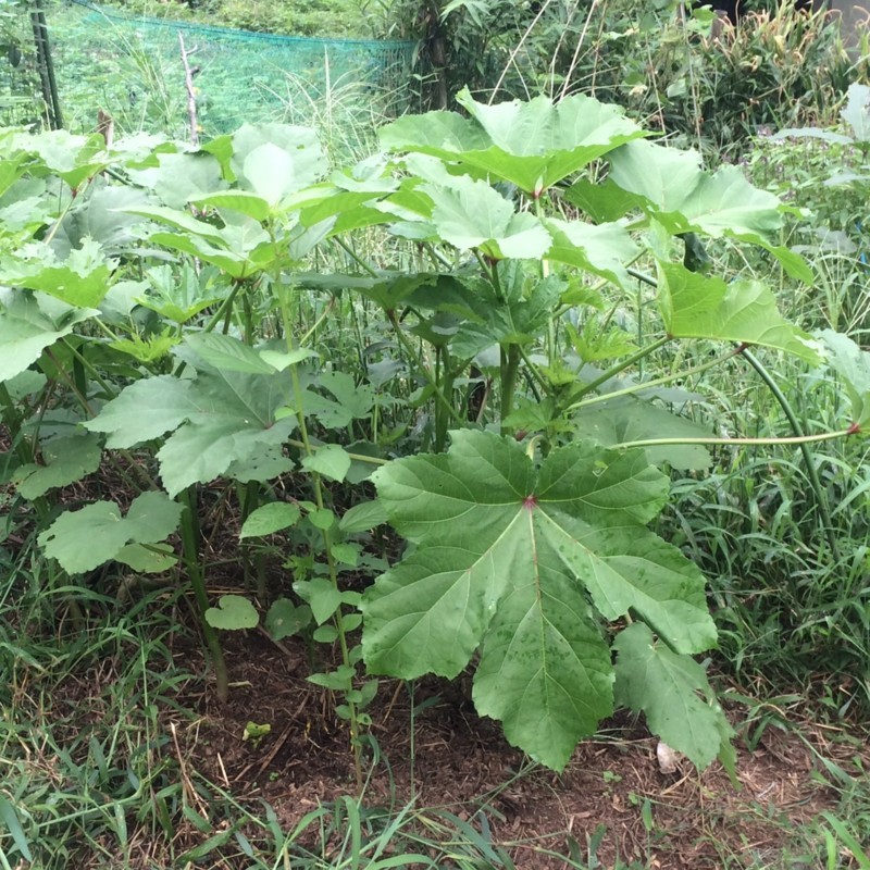 f:id:tujibee:20170825112932j:image:w300:left