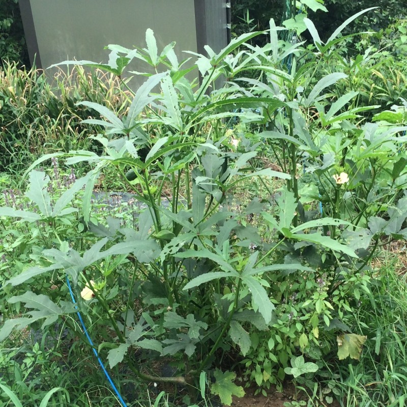 f:id:tujibee:20170825113036j:image:w300:left f:id:tujibee:20170825113036j:image:w300:left