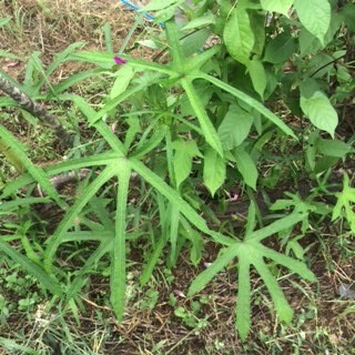 f:id:tujibee:20170825113049j:image:w300:left f:id:tujibee:20170825113049j:image:w300:left